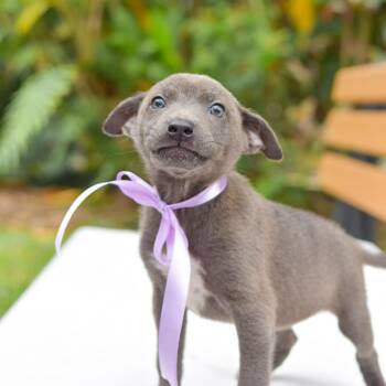 Mixed Breed Dogs Available for Adoption in Kailua-kona, Hawaii - Moonglow | PetCurious