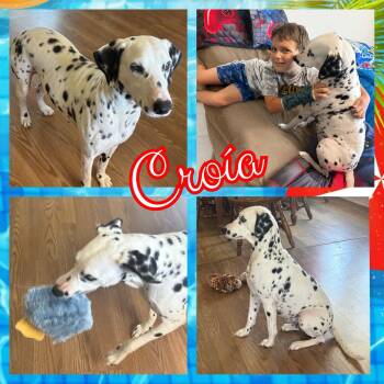 Dalmatian Dogs Available for Adoption in Colorado Springs, Colorado - Croía | PetCurious