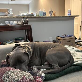 Pit Bull Terrier Dogs Available for Adoption - Clydy Pooh | PetCurious