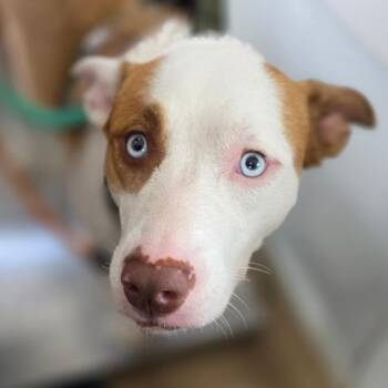 Nola -  Husky and Mixed Breed Dog for Adoption in Chapel Hill, North Carolina - Nola | PetCurious