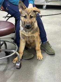 German Shepherd Dog and Mixed Breed Dogs Available for Adoption - SCRAPPY DOO | PetCurious