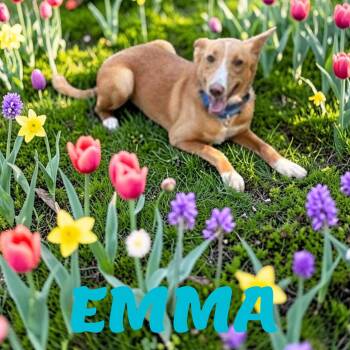 Emma -  Portuguese Podengo Dog for Adoption in Taunton, Massachusetts - Emma | PetCurious
