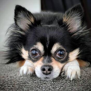 Mochi -  Chihuahua Dog for Adoption in Kennebunk, Maine - Mochi | PetCurious