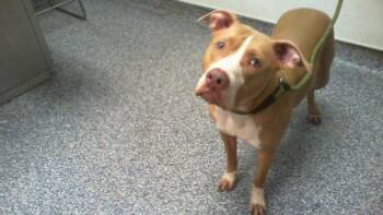 SPARROW -  Pit Bull Terrier Dog for Adoption in Charlotte, North Carolina - SPARROW | PetCurious