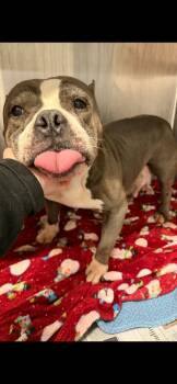 Haily -  American Staffordshire Terrier Dog for Adoption in Merrillville, Indiana - Haily | PetCurious