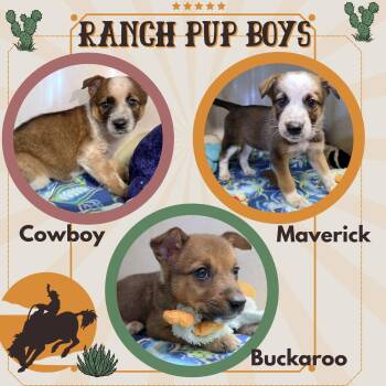 Ranch Pup Boys (Puppy) -  Cattle Dog Dog for Adoption in Lindsay, California - Ranch Pup Boys (Puppy) | PetCurious