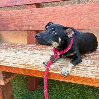 Chauncy -  Chihuahua Dog for Adoption in Hawthorne, California - Chauncy | PetCurious