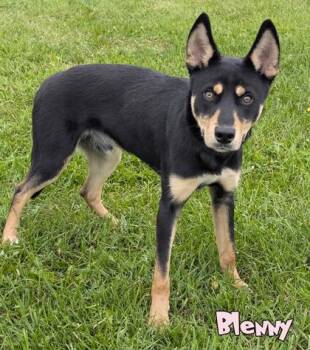 Blenny -  Shepherd and Husky Dog for Adoption in Mason, Michigan - Blenny | PetCurious