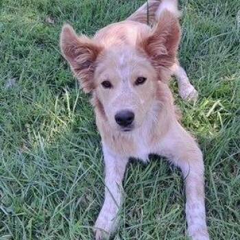 Krispy -  Cattle Dog and Husky Dog for Adoption in Dayton, Ohio - Krispy | PetCurious