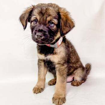 Rescue Poodle and Husky Dogs for Adoption in Parker, Colorado - 824 (2025) | PetCurious