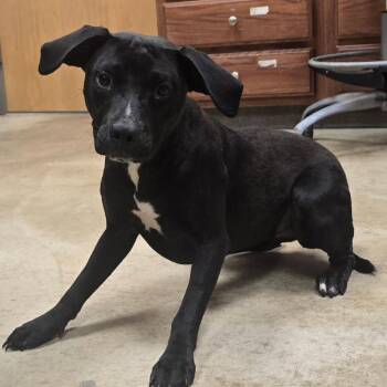 Bristle - 062202U -  Labrador Retriever Dog for Adoption in Tupelo, Mississippi - Bristle - 062202U | PetCurious