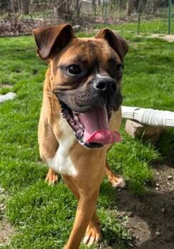 Boxer Dogs Available for Adoption in Torrington, Connecticut - Moses | PetCurious