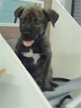 Labrador Retriever Dogs Available for Adoption in Houston, Texas - A2071355 | PetCurious