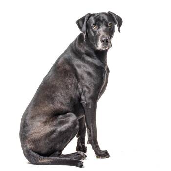 Rocky -  Black Labrador Retriever and Great Dane Dog for Adoption in Reno, Nevada - Rocky | PetCurious