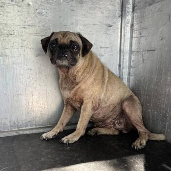 Tangerine -  Pug Dog for Adoption in Edinburg, Texas - Tangerine | PetCurious