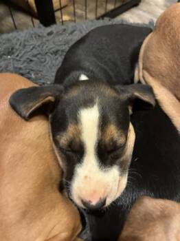 JAY -  Rottweiler and Labrador Retriever Dog for Adoption in Charlotte, North Carolina - JAY | PetCurious