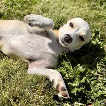 ferb -  Chihuahua and Mixed Breed Dog Available for Adoption in Bellingham, Washington - Ferb | PetCurious