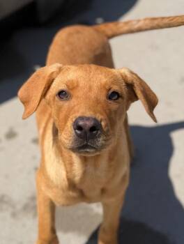 Zuba -  Australian Cattle Dog Blue Heeler and Retriever Dog for Adoption in Fort Lupton, Colorado - Zuba | PetCurious