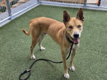 Rescue Siberian Husky and Labrador Retriever Dogs for Adoption in Brentwood, Missouri - BRUNO | PetCurious