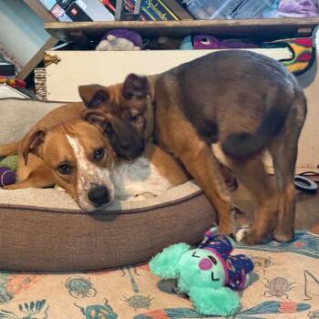 Presa Canario and Akita Dogs Available for Adoption - Bruce | PetCurious