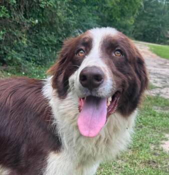 English Springer Spaniel Dogs Available for Adoption in Syracuse, New York - Sharon | PetCurious