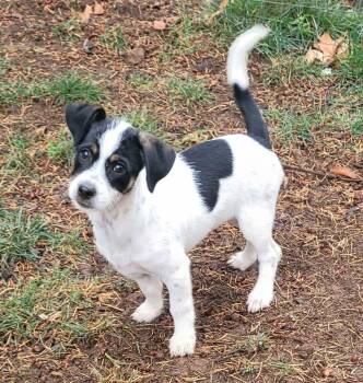 Eclair -  Jack Russell Terrier Dog for Adoption in Beavercreek, Oregon - Eclair | PetCurious