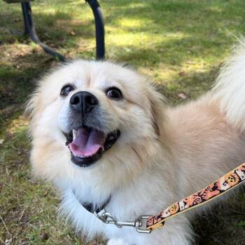 Stitch -  Shih Tzu and Maltese Dog for Adoption in Bedford, New Hampshire - Stitch | PetCurious