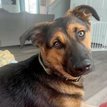 Caleb -  Shepherd and Belgian Shepherd Malinois Dog for Adoption in Gilberts, Illinois - Caleb | PetCurious