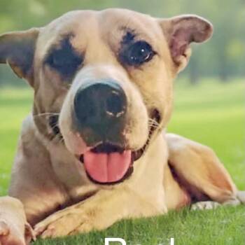 Rocky -  Shepherd and Basenji Dog for Adoption in San Antonio, Texas - Rocky | PetCurious
