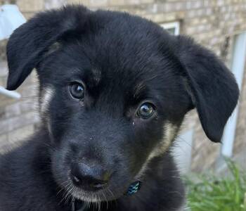 SPINACH -  Shepherd and Husky Dog for Adoption in Minesing, Ontario - SPINACH | PetCurious