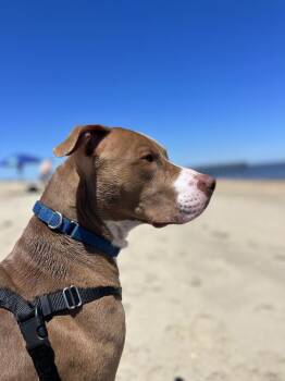 Hershey Kiss -  Mixed Breed Dog for Adoption in New York, New York - Hershey Kiss | PetCurious