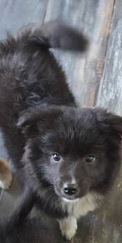 Border Collie and Golden Retriever Dogs Available for Adoption in Warren, Michigan - Cherry | PetCurious