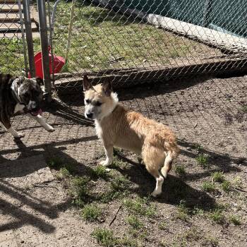 Jacques -  Yorkshire Terrier and Pit Bull Terrier Dog for Adoption in Fairmont, Minnesota - Jacques | PetCurious