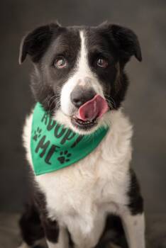Rescue Border Collie Dogs for Adoption in Mason, Texas - Bruce | PetCurious
