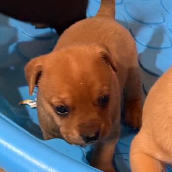 Preston -  Miniature Pinscher and Mixed Breed Dog Available for Adoption in Tupelo, Mississippi - Preston | PetCurious