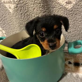 Beef with Vegetables -  Wire Fox Terrier Dog for Adoption in Northbrook, Illinois - Beef With Vegetables | PetCurious