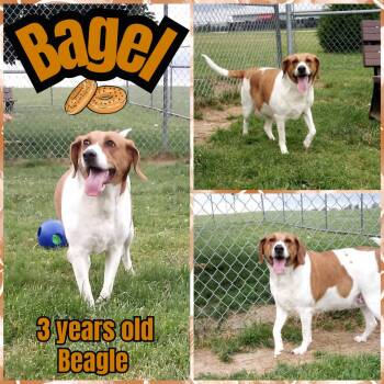 Bagel -  Beagle Dog for Adoption in Franklin, Indiana - Bagel | PetCurious