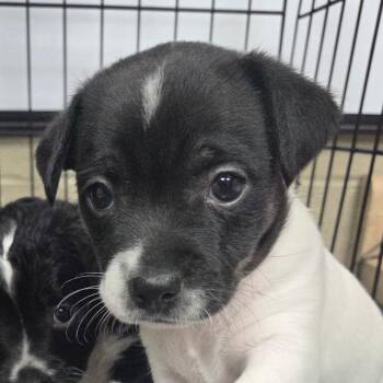 Buffy -  Chihuahua and Jack Russell Terrier Dog for Adoption in Madisonville, Kentucky - Buffy | PetCurious