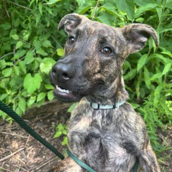 Koda -  Mixed Breed Dog for Adoption in Walker, Michigan - Koda | PetCurious