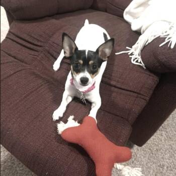 Blossom -  Chihuahua Dog for Adoption in Martinsburg, West Virginia - Blossom | PetCurious