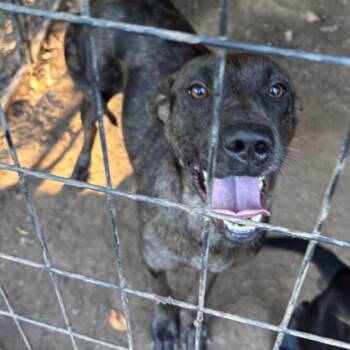 Blue -  Great Dane and Black Labrador Retriever Dog for Adoption in Valley, Alabama - Blue | PetCurious