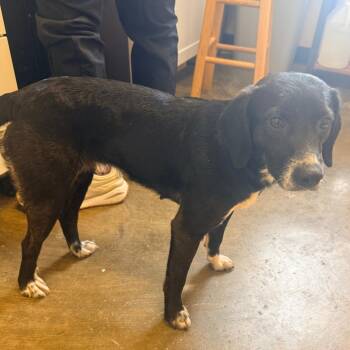 Koala -  Mixed Breed Dog for Adoption in Corinth, Mississippi - Koala | PetCurious