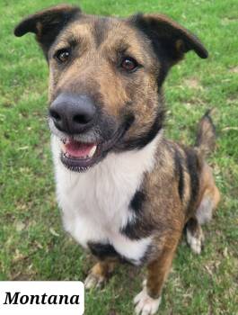 Montana -  Dutch Shepherd Dog for Adoption in Houston, Texas - Montana | PetCurious