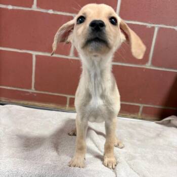 (Found) Maple -  Golden Retriever and Mixed Breed Dog for Adoption in Cabot, Arkansas - (Found) Maple | PetCurious