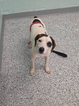 Patch -  Terrier Dog for Adoption in Athens, Tennessee - Patch | PetCurious
