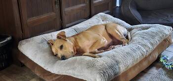 Tinkerbell -  American Bully Dog for Adoption in Grayson, Georgia - Tinkerbell | PetCurious