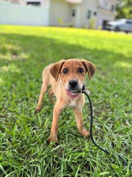 Adele -  Beagle and Mixed Breed Dog for Adoption in Aiken, South Carolina - Adele | PetCurious