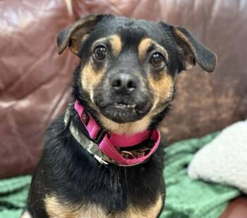 Rescue Pug and Chihuahua Dogs for Adoption in Washington, Pennsylvania - Finn | PetCurious