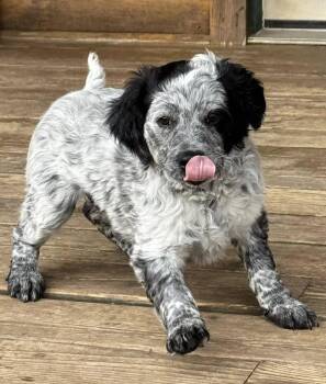 Border Collie Dogs Available for Adoption - Regina George | PetCurious