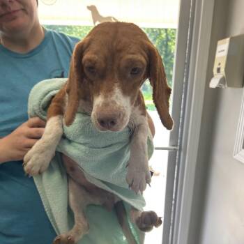 Snickers -  Beagle and Mixed Breed Dog for Adoption in Starkville, Mississippi - Snickers | PetCurious